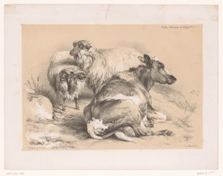 Study of Two Sheep and a Cow