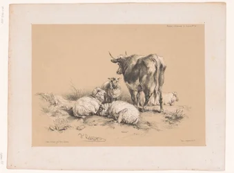 Studies of four sheep and a cow