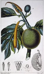Bread Fruit