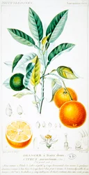 Citrus Aurantium or Seville Orange