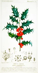 Holly (Ilex aquifolium) Botanical Plate, c.1820
