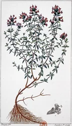 Thyme (engraving)
