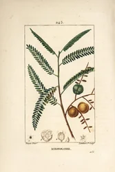Amla - Nepalese or Indian Gooseberry, Phyllanthus emblica (from La Flore Medicale)