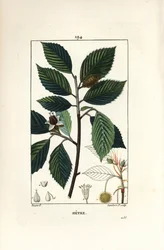 Beech Tree