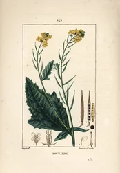 Black mustard or black seneve - Mustard, Sinapis nigra. Hand-coloured stipple copperplate engraving by Lambert Junior after a drawing by Pierre Jean-François Turpin, from Chaumeton, Poiret and Chamberet