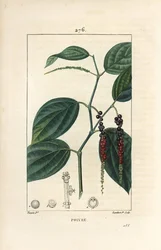 Black Pepper (from 