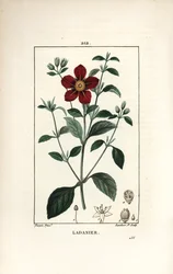 Gum Cistus, Cistus creticus