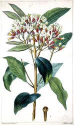 Clove tree and clove, middle of the 19th century