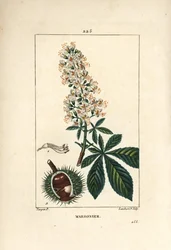 Common Chestnut, Aesculus Hippocastanum