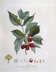 European Cornel (Cornus mas)