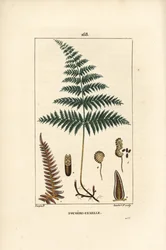 Female Fern or Bracken