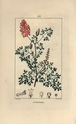 Fumitory
