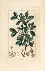 Guaiac or Holy Wood