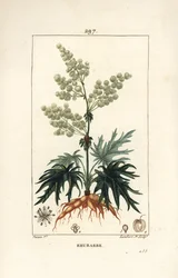 Garden Rhubarb - Rhubarb, Rheum rhabarbarum (Rheum palmatum), with Flower, Stalk, Leaf, Seed and Root. Handcoloured Stipple Copperplate Engraving by Lambert Junior from a Drawing by Pierre Jean-Francois Turpin from Chaumeton, Poiret and Chamberet