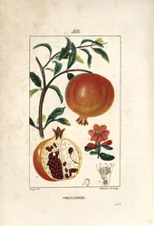 Pomegranate Tree, Punica Granatum
