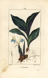 Himalayan Crocus - Zedoary, Koempferia rotunda, with flower, leaf, stem and root rhizome