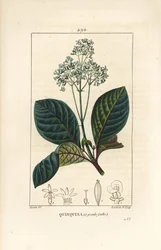 Ladenbergia oblongifolia (Cinchona magnifolia)