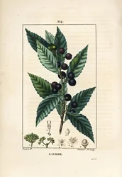 Laurel tree, Laurus nobilis, with leaf, berry and seed