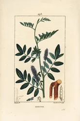 Licorice or Liquorice, Glycyrrhiza glabra