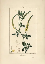 Melilot - Melilot trefoil, Melitotus officinarum (from La Flore Medicale)