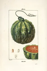 Melon (from 