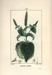 Curled Mint (from 