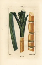 Noble Cane - Sugar Cane