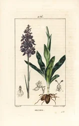 Early Purple Orchid, Orchis mascula (from La Flore Medicale)