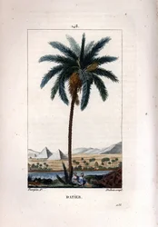 Date palm, Phoenix dactylifera, showing fruit and leaves against landscape with pyramids and river