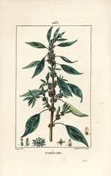 Wall Pellitory, Parietaria officinalis (from La Flore Medicale)