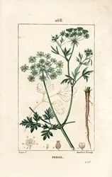 Garden Parsley, Petroselinum crispum, with Flower, Leaf, Stalk, Root, and Seed
