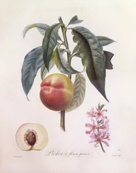 Peach (Prunus persica), botanical plate by Pierre Jean Francois Turpin