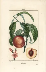 Peach Tree, Amygdalus persica (from La Flore Medicale)