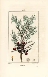 Phoenicean Juniper (from 