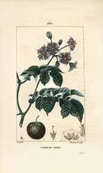 Potato, Solanum tuberosum (from La Flore Medicale)