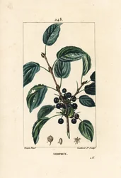 Purging Buckthorn, Rhamnus Cathartica