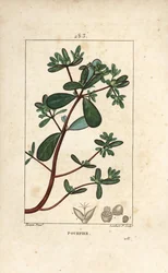 Purslane with Leaf, Stalk and Flower