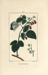 Raspberry