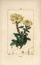 Rhododendron Geant - Rosebay, Hymenanthes Maxima (Rhododendron Maximum), with Flower, Thorny Stem, Leaf and Seed. Handcoloured Stipple Copperplate Engraving by Lambert Junior from a Drawing by Pierre Jean-Francois Turpin from Chaumeton, Poiret and Chambere