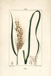 Rice, Oryza Sativa