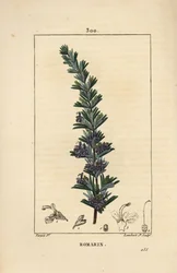Rosemary - Rosemary, Rosmarinus officinalis, with flower, leaf and stalk