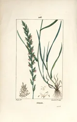 Rye Grass, Gramen loliaceum