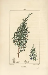 Sabine Juniper, Juniperus Sabina