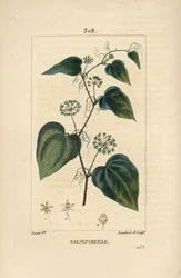 Salsepareille or Mountain Granon, Spiny Bindweed, Spiny Liset - Rough bindweed or sarsaparille, Smilax aspera, with flower, stem, tendril, leaf and seed