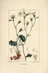 Saxifrage Granulee or Saxifrage a Bulbbles - Meadow Saxifrage, Saxifraga Granulata, with Flower, Leaf, Stalk and Root. Handcoloured Stipple Copperplate Engraving by Lambert Junior from a Drawing by Pierre Jean-Francois Turpin from Chaumeton, Poiret and Cha