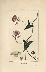 Scammony, Convolvulus Scammonia