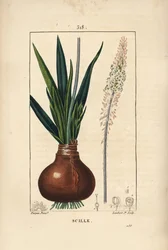 Sea squill, Drimia maritima, with bulb, leaf, stalk and flower