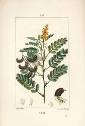 Sene - Alexandrian Senna