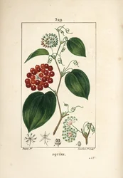 Chinese Smilax, Smilax China