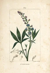 Lie-bane or Stavesacre, Delphinium Staphisagria